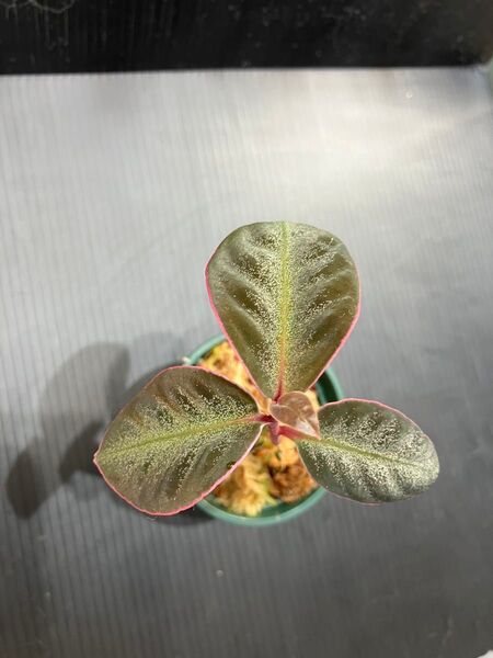 Ardisia sp.“Lights Saber” アルディシア ライトセーバー“プトゥシバウ産”