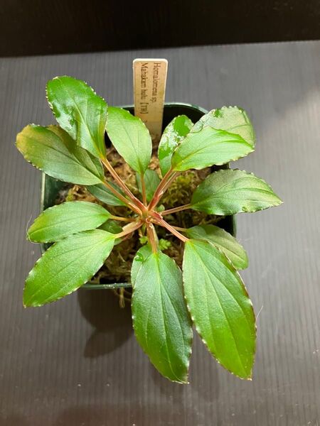 Homalomena sp. Mahakam Hulu【TB便】ホマロメナ