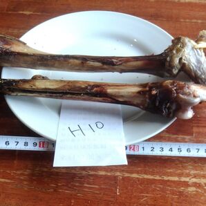 伊豆鹿 H10前腕骨後ろスネジャーキー2本わんちゃん用歯磨きおやつストレス解消宅急便サイズ