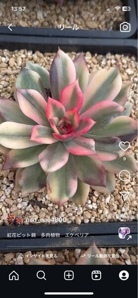 紅花ビット錦 多肉植物 エケベリア 超レア カット苗 二枚目が出品苗です