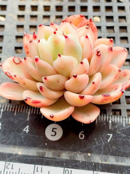 ギルバのバラ錦 多肉植物 エケベリア カット苗