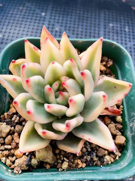 エボニー錦 白覆輪 7CM容器 抜き苗 多肉植物