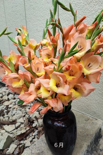 グラジオラスオレンジの花咲く球根