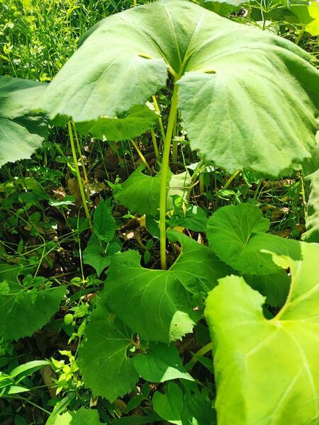 フキ8本根付き苗家庭菜園 野菜