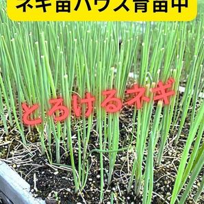 至極のネギ苗「なべちゃんゴールド」40本お裾分けします。なべちゃんファーム