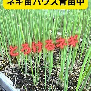 至極のネギ苗「なべちゃんゴールド」10本お裾分けします。なべちゃんファーム。