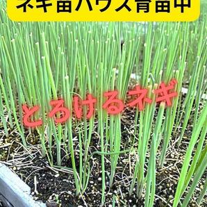 至極のネギ苗「なべちゃんゴールド」20本お裾分けします。なべちゃんファーム