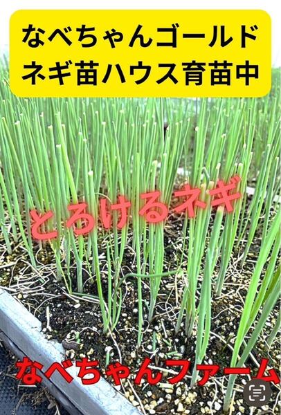 至極のネギ苗「なべちゃんゴールド」100本お裾分けします。なべちゃんファーム