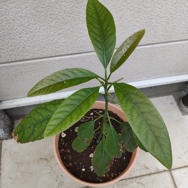観賞植物・家庭栽培・野菜果物・アボカド【ハス】苗木/約40-50cm・趣味園芸・100%無農薬・ガーデニング【送料無料】