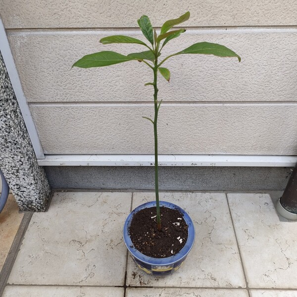100%無農薬・野菜果物・アボカド【ハス】苗木/約50-60cm・趣味園芸・家庭栽培・観賞植物・ガーデニング【送料無料】