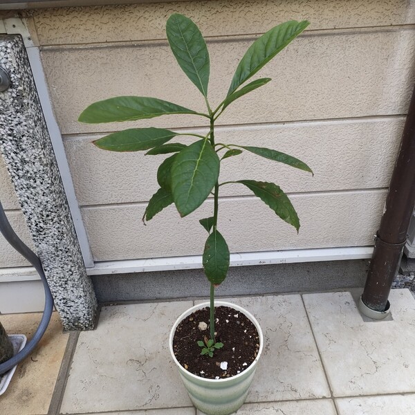 家庭栽培・100%無農薬・アボカド苗木/約70-80cm・野菜果物・趣味園芸・観賞植物・ガーデニング【送料無料】