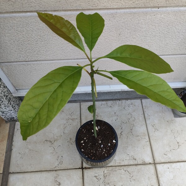 趣味園芸・観賞植物・家庭栽培・野菜果物・アボカド【ハス】苗木/約50-60cm・100%無農薬・ガーデニング【送料無料】