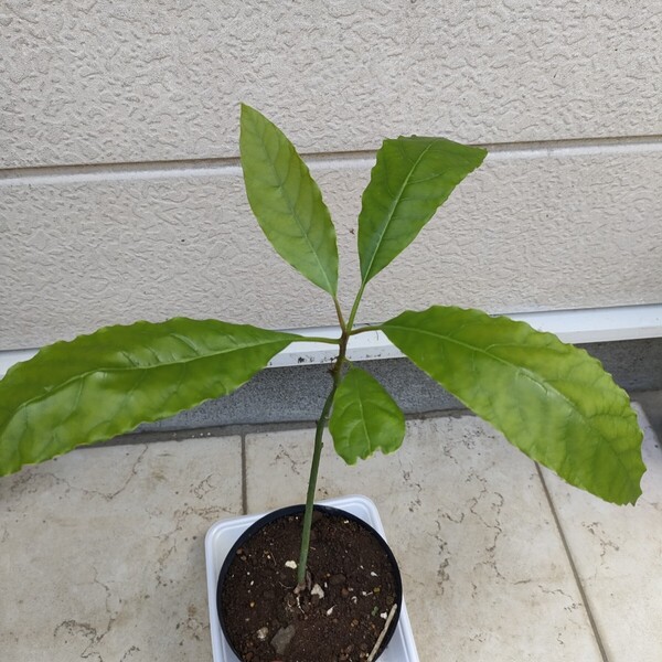観賞植物・趣味園芸・家庭栽培・野菜果物・アボカド【ハス】苗木/約40-50cm・100%無農薬・ガーデニング【送料無料】
