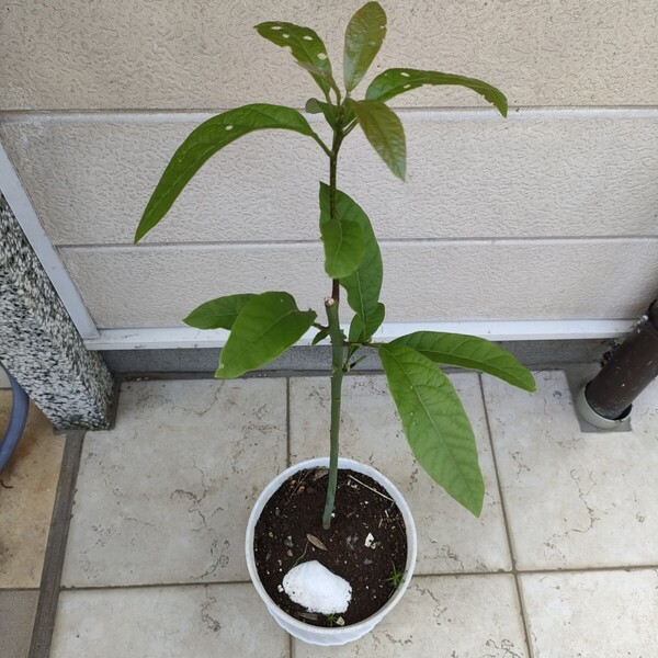 アボカド苗木/約70-80cm・家庭栽培・100%無農薬・野菜果物・趣味園芸・観賞植物・ガーデニング【送料無料】