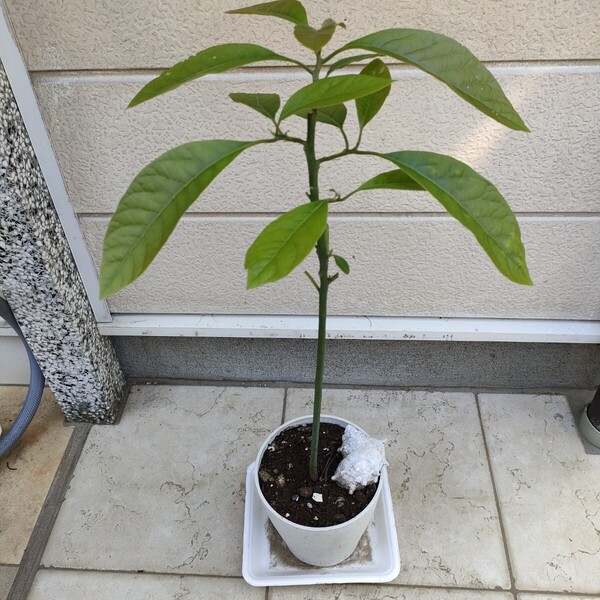 100%無農薬・家庭栽培・アボカド苗木/約70-80cm・野菜果物・趣味園芸・観賞植物・ガーデニング【送料無料】