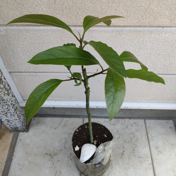 観賞植物・アボカド苗木/約60-70cm・家庭栽培・100%無農薬・野菜果物・趣味園芸・ガーデニング【送料無料】