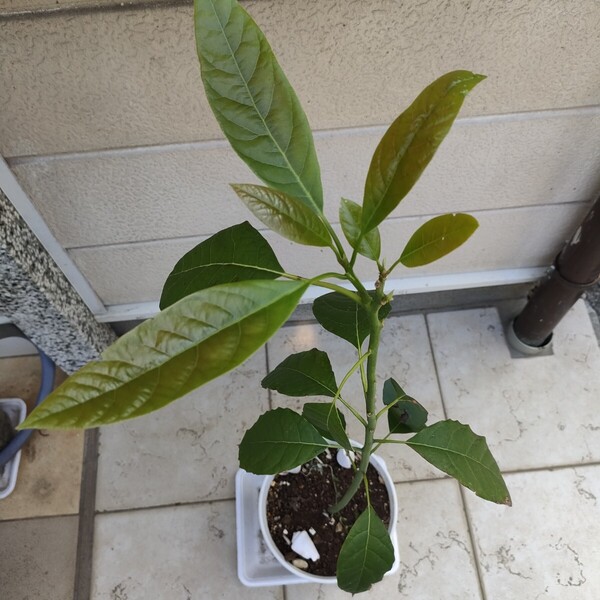 趣味園芸・100%無農薬・家庭栽培・アボカド苗木/約80-90cm・野菜果物・観賞植物・ガーデニング【送料無料】