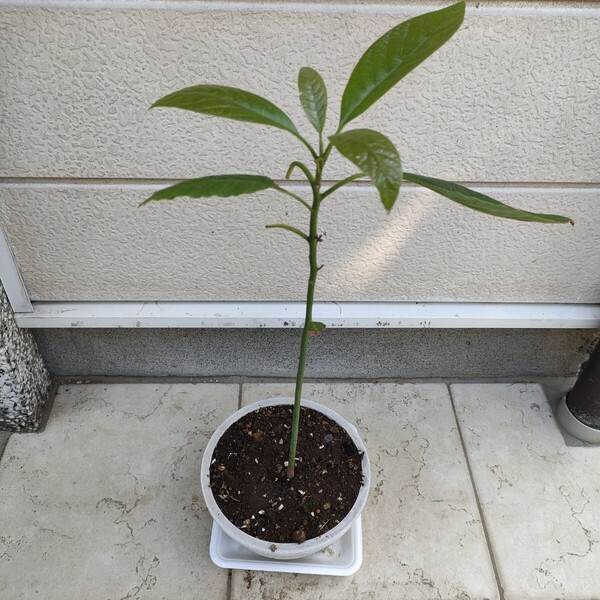 趣味園芸・観賞植物・家庭栽培・アボカド苗木/約50-60cm・100%無農薬・野菜果物・ガーデニング【送料無料】