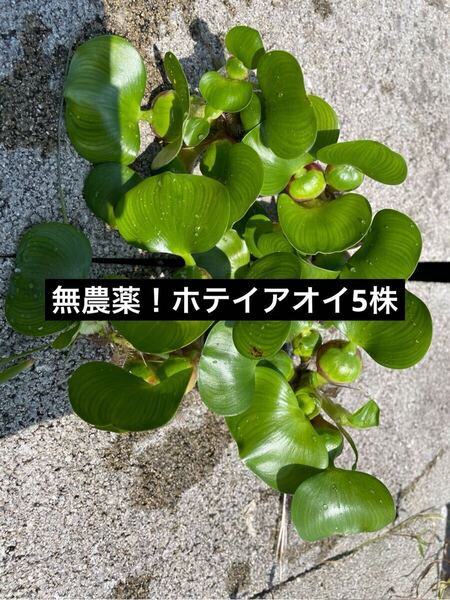 100万株販売実績あり 送料無料 無農薬 鹿児島指宿産天然温泉水で育成 ホテイアオイ5株 浮草 ホテイ草