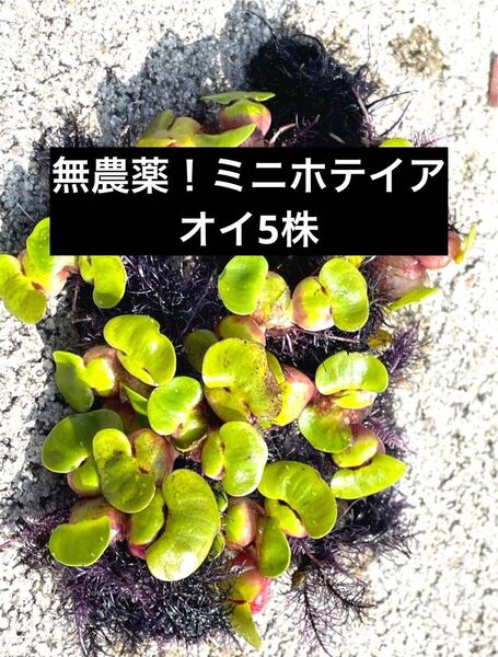 100万株販売実績あり 無農薬 鹿児島指宿産天然温泉水で育成 姫ホテイ(ミニホテイアオイ) 小サイズ 5株 浮草