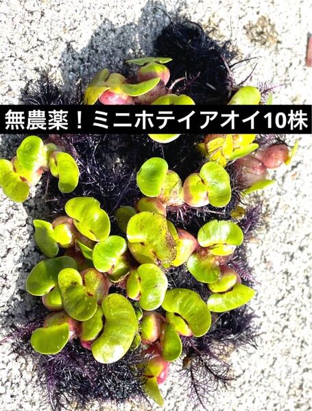 無農薬 100万株販売実績あり 送料無料 鹿児島指宿産天然温泉水で育成 姫ホテイ(ミニホテイアオイ) 小サイズ 10株 浮草