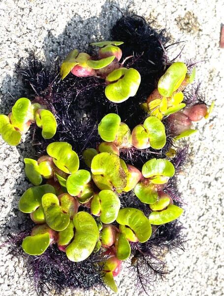 100万株販売実績あり 送料無料 鹿児島指宿産天然温泉水で育成 無農薬 姫ホテイ(ミニホテイアオイ) 小サイズ 20株 浮草