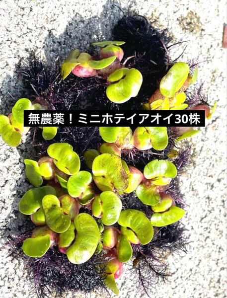 100万株販売実績あり 送料無料 鹿児島指宿産天然温泉水で育成 姫ホテイ(ミニホテイアオイ) 小サイズ 30株 浮草