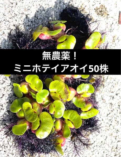 100万株販売実績あり 送料無料 鹿児島指宿産天然温泉水で育成 姫ホテイ(ミニホテイアオイ) 小サイズ 50株 浮草