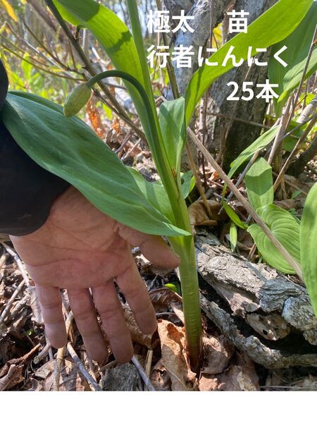 天然採取 行者にんにく極太苗25本 山菜 北海道産