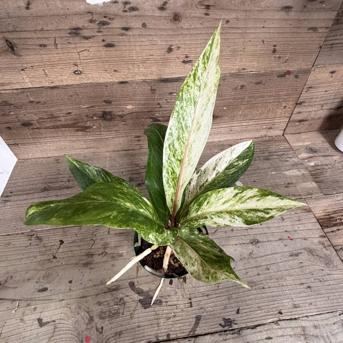 Anthurium Renaissance (Variegated) アンスリウム ルネッサンス