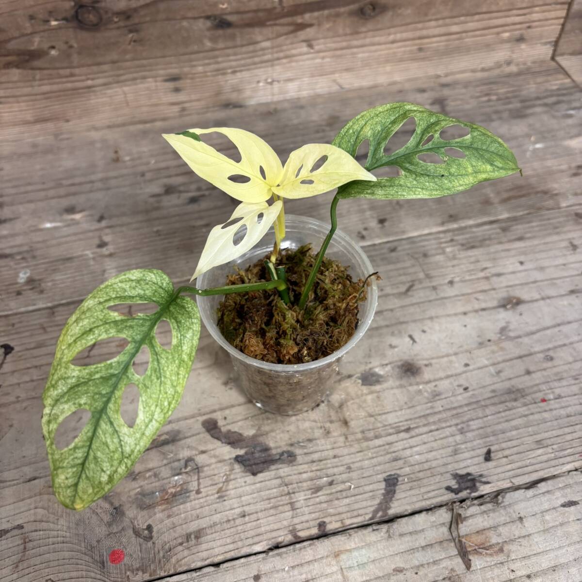 Yahoo!オークション -「モンステラ ミント」(その他) (観葉植物