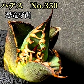 アガベ チタノタ ハデス No.350 恐竜牙歯 優良血統 Hades 成長すればするほど鋸歯の豪快さが増していきます!