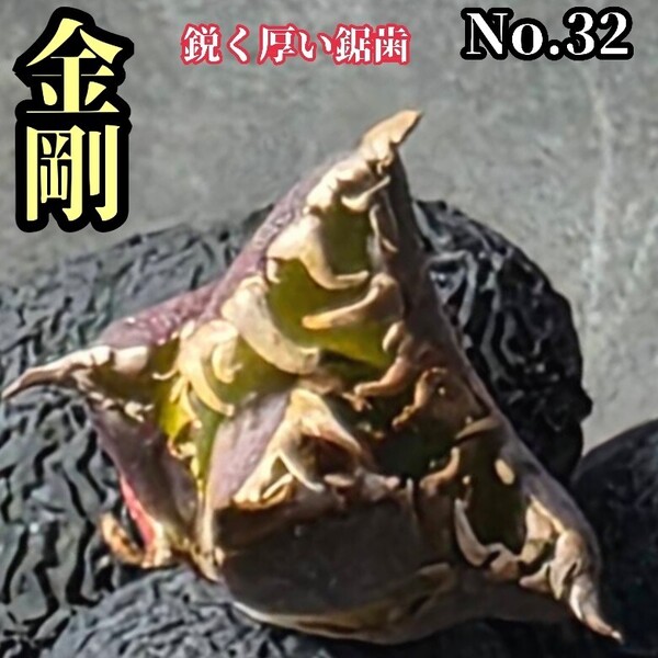 アガベ チタノタ 金剛 No.32 King Kong ゴツくて鋭い鋸歯が特徴!成長するにつれ鋸歯が連棘になり、鋸歯の厚みも出てきます