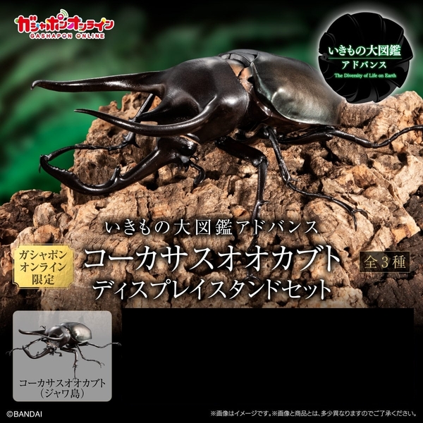 いきもの大図鑑アドバンス コーカサスオオカブト ディスプレイスタンドセット コーカサスオオカブト(ジャワ島) 未開封
