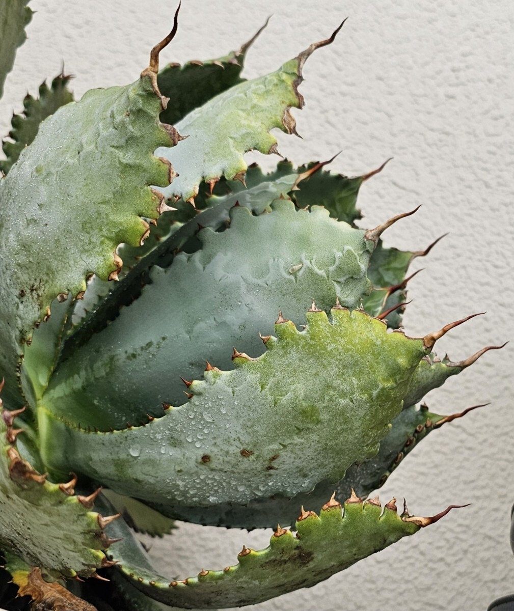 Yahoo!オークション -「アガベ 氷山」(観葉植物) の落札相場