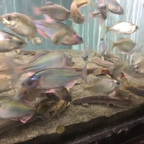 黒砂20キロ☆魚の色が映える黒く細かく重い砂☆1リットル1.6Kgの高比重 タナゴ ドジョウ コリドラス メダカ 二枚貝 熱帯魚 日本淡水魚 金魚