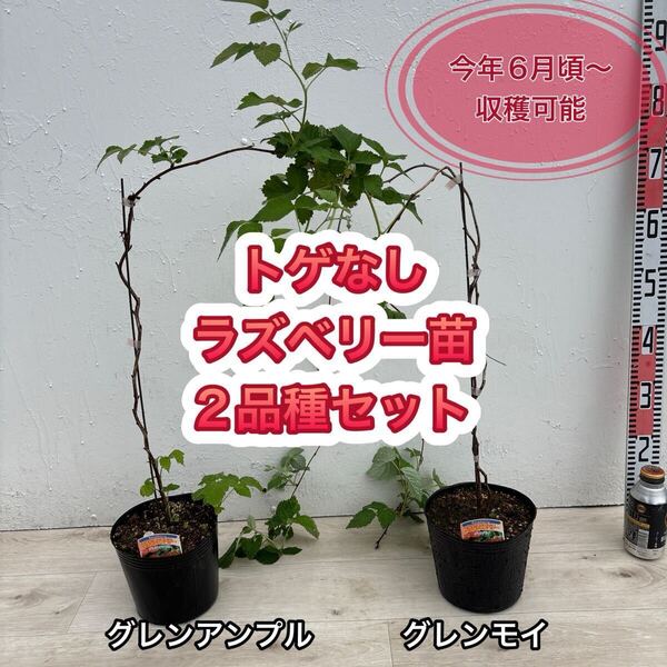 トゲなし ラズベリー苗 グレンアンプル & グレンモイ 6号鉢 2年生