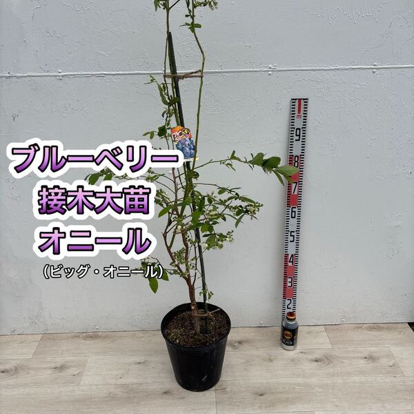 ブルーベリー苗 オニール サザンハイブッシュ系 接木大苗 8号鉢