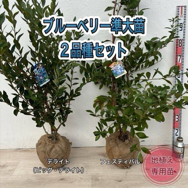 ブルーベリー苗 デライト&フェスティバル 準大苗セット ラビット系 根巻き苗