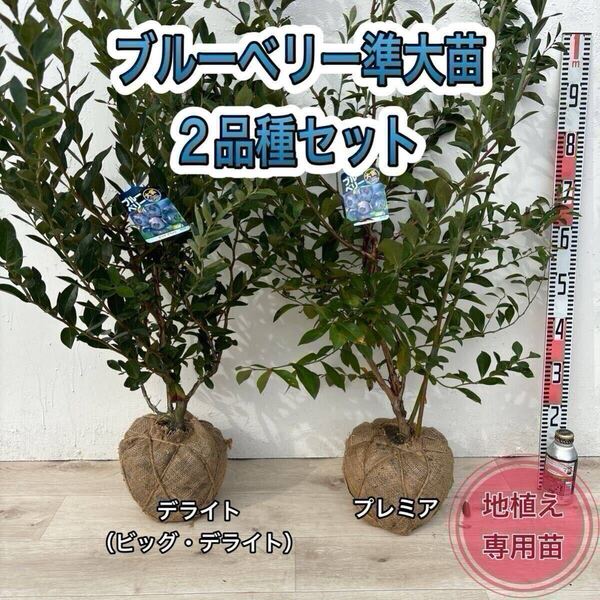 ブルーベリー苗 デライト&プレミア 準大苗セット ラビットアイ系 根巻き苗