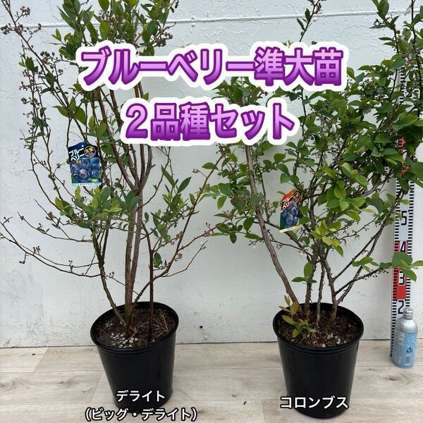 ブルーベリー苗 デライト&コロンブス 準大苗セット ラビットアイ系 8号鉢
