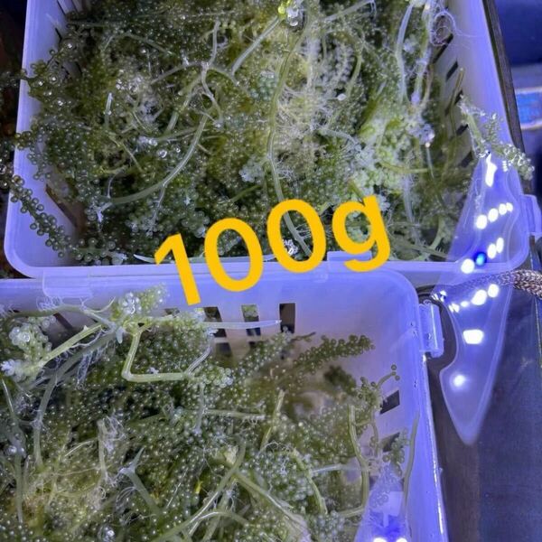 海ブドウ 100g ウミブドウ 海藻 観賞用