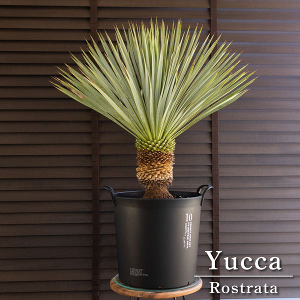 国産 ユッカ ロストラータ Rostrata 10号 細葉タイプ 庭木 観葉植物 ドライガーデン 0503BK