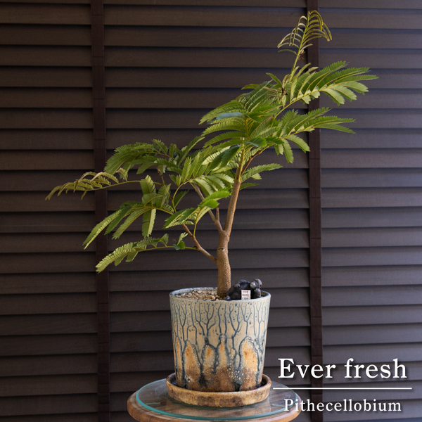 幹太 エバーフレッシュ 6号 陶器鉢 盆栽 Ever fresh ネムの木 観葉植物