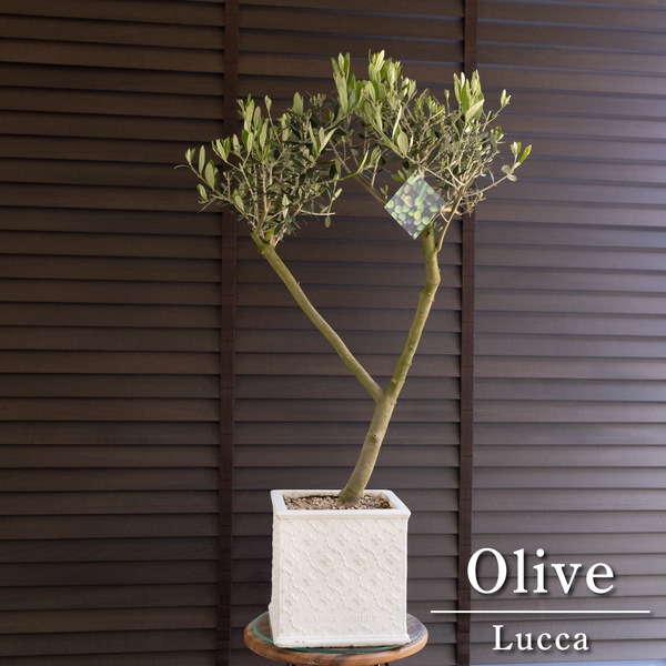 創樹 Olive オリーブの木 ルッカ ローラアシュレイ SOUJU Lucca オリーブ