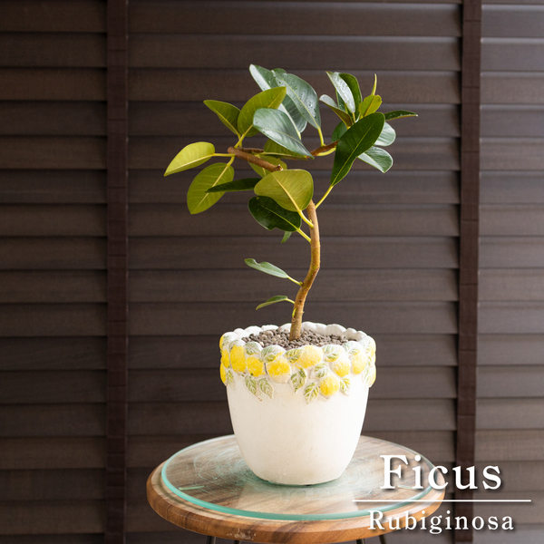フィカス ルビギノーサ 曲げ仕立て 陶器鉢 フランスゴムの木 Rubiginosa 観葉植物 ゴムの木 0517YL