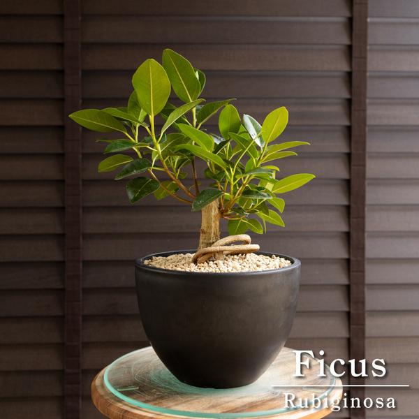 フィカス ルビギノーサ 盆栽仕立て フランスゴムの木 Rubiginosa 観葉植物 ゴムの木 0517BK