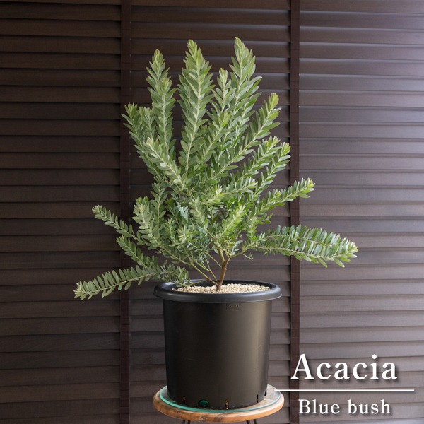 アカシア ブルーブッシュ 9号 Acacia Blue bush オージープランツ 庭木 植木 0517BK