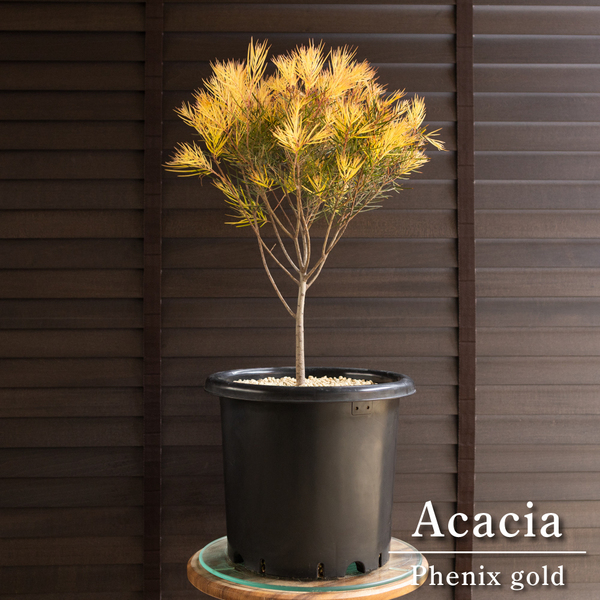 アカシア フェニックスゴールド 8号 Acacia Phenix gold オージープランツ フロリバンダ 庭木 植木 0517BK