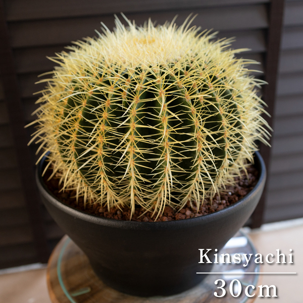 【発根済】30cm 金鯱 サボテン 特大 10号 多肉植物 ドライガーデン キンシャチ 金シャチ 陶器鉢 0523BK-D
